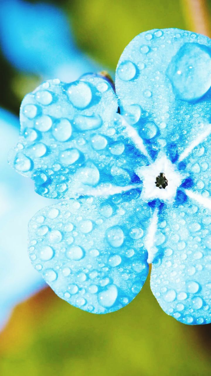 CLOSE-UP OF WATER DROPS ON FRUIT BLUE FLOWER