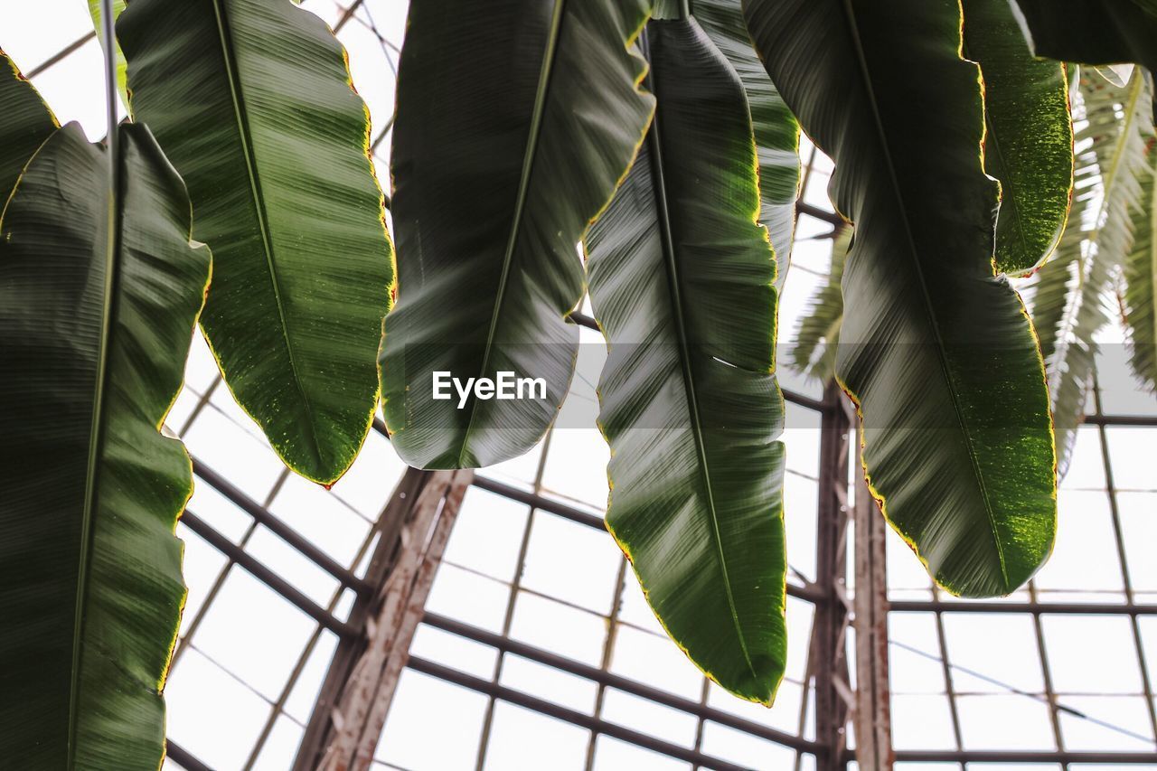 Low angle view of a banana tree