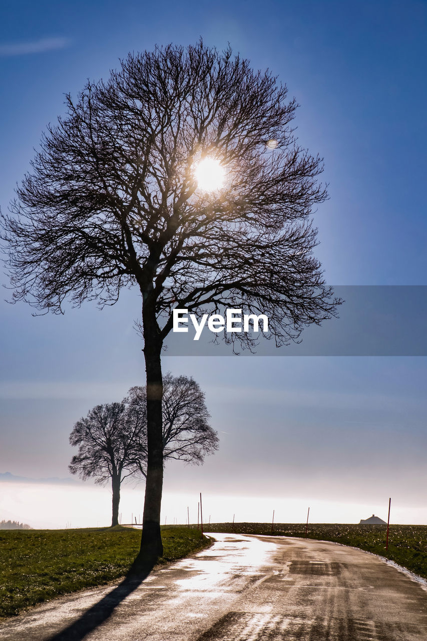 Tree by road on field against sky