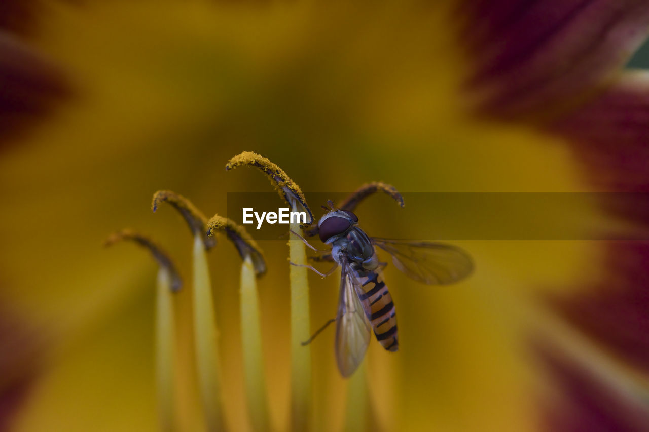 Hover fly lunch on stunning red and yellow flower 