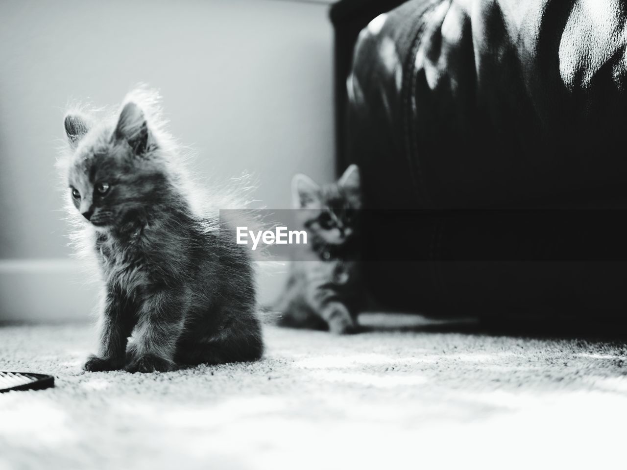 Cat looking away while sitting on floor at home