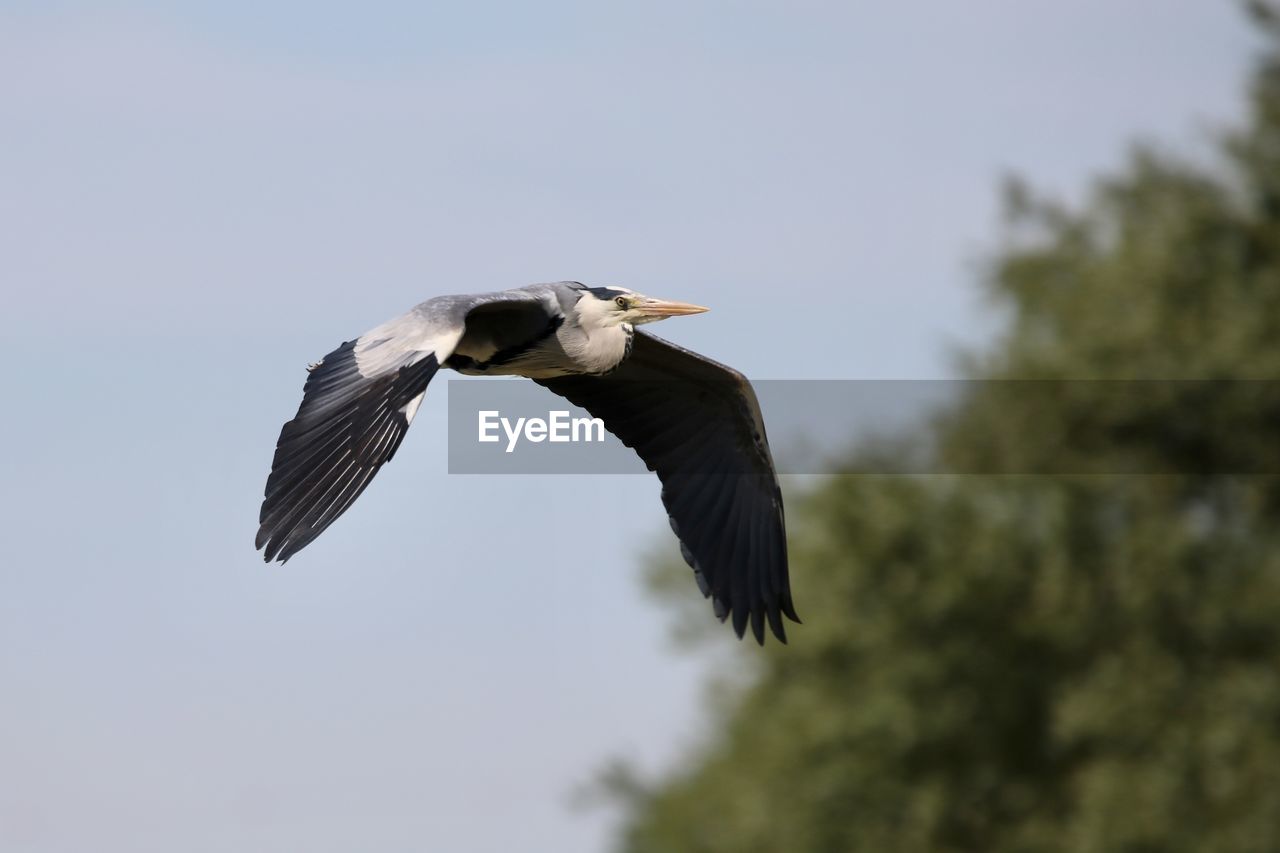LOW ANGLE VIEW OF HERON FLYING AGAINST SKY