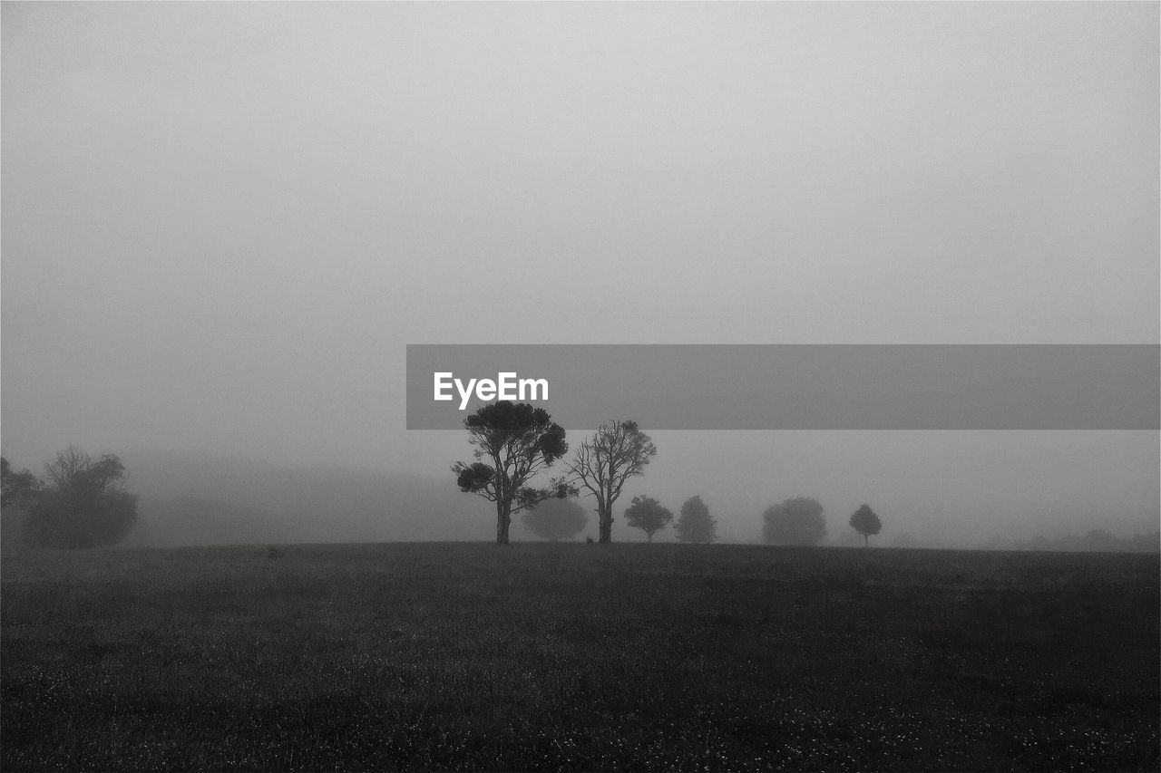 Trees growing on grassy field against sky during foggy weather