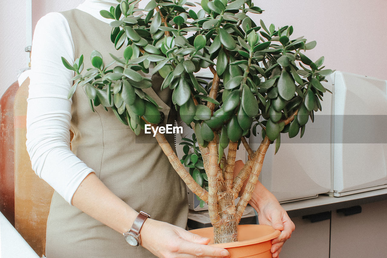 A woman holds a large potted plant in her hands. indoor plant crassula