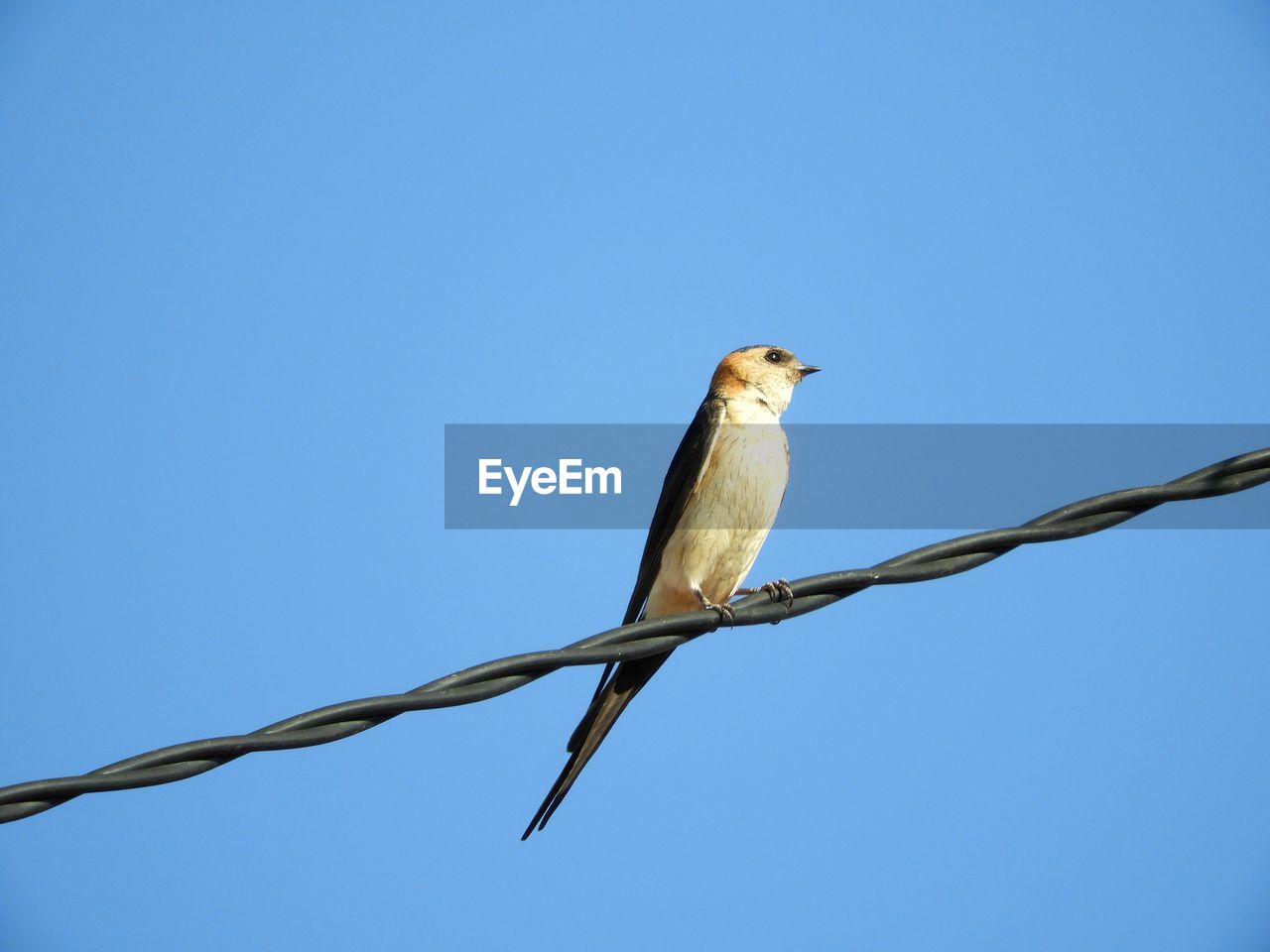 Low angle view of bird perching on cable against clear blue sky