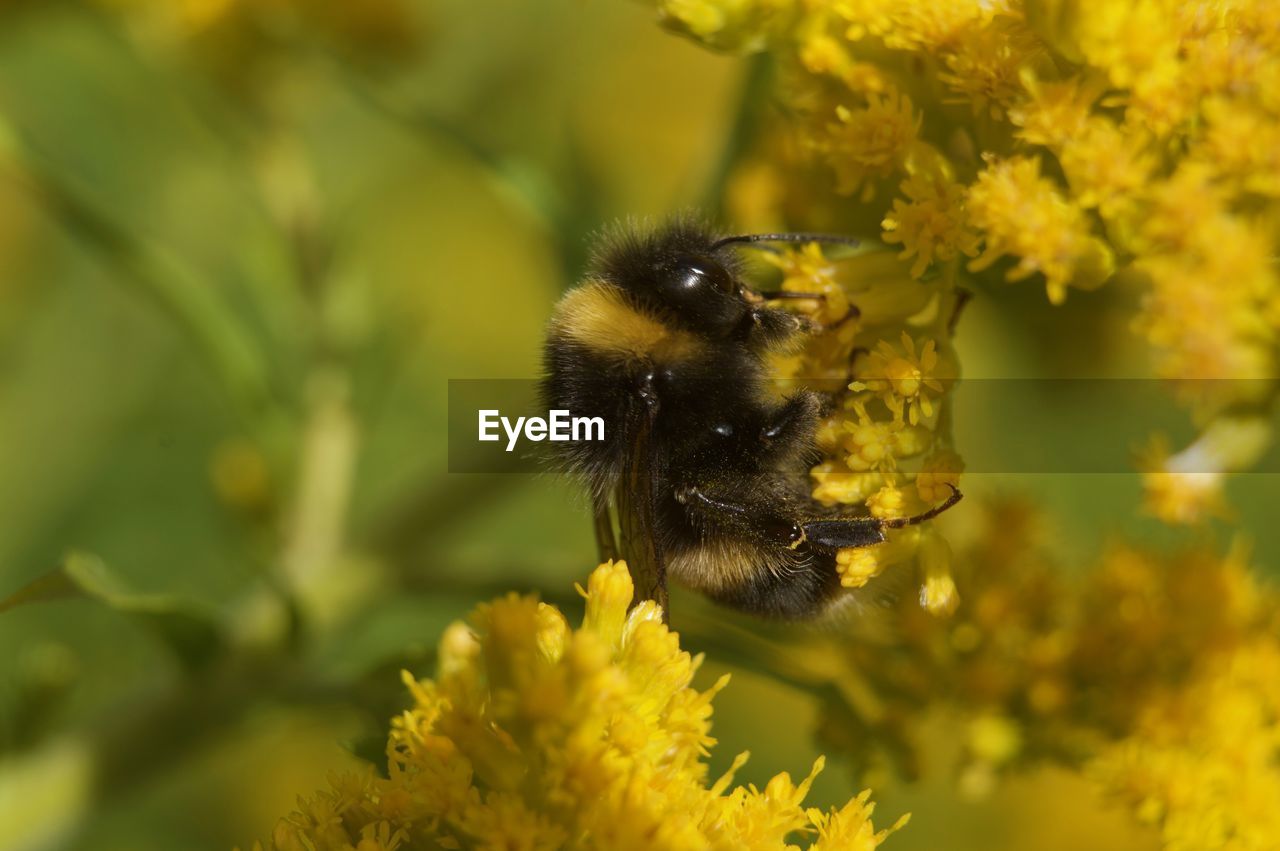 CLOSE-UP OF BEE ON FLOWER