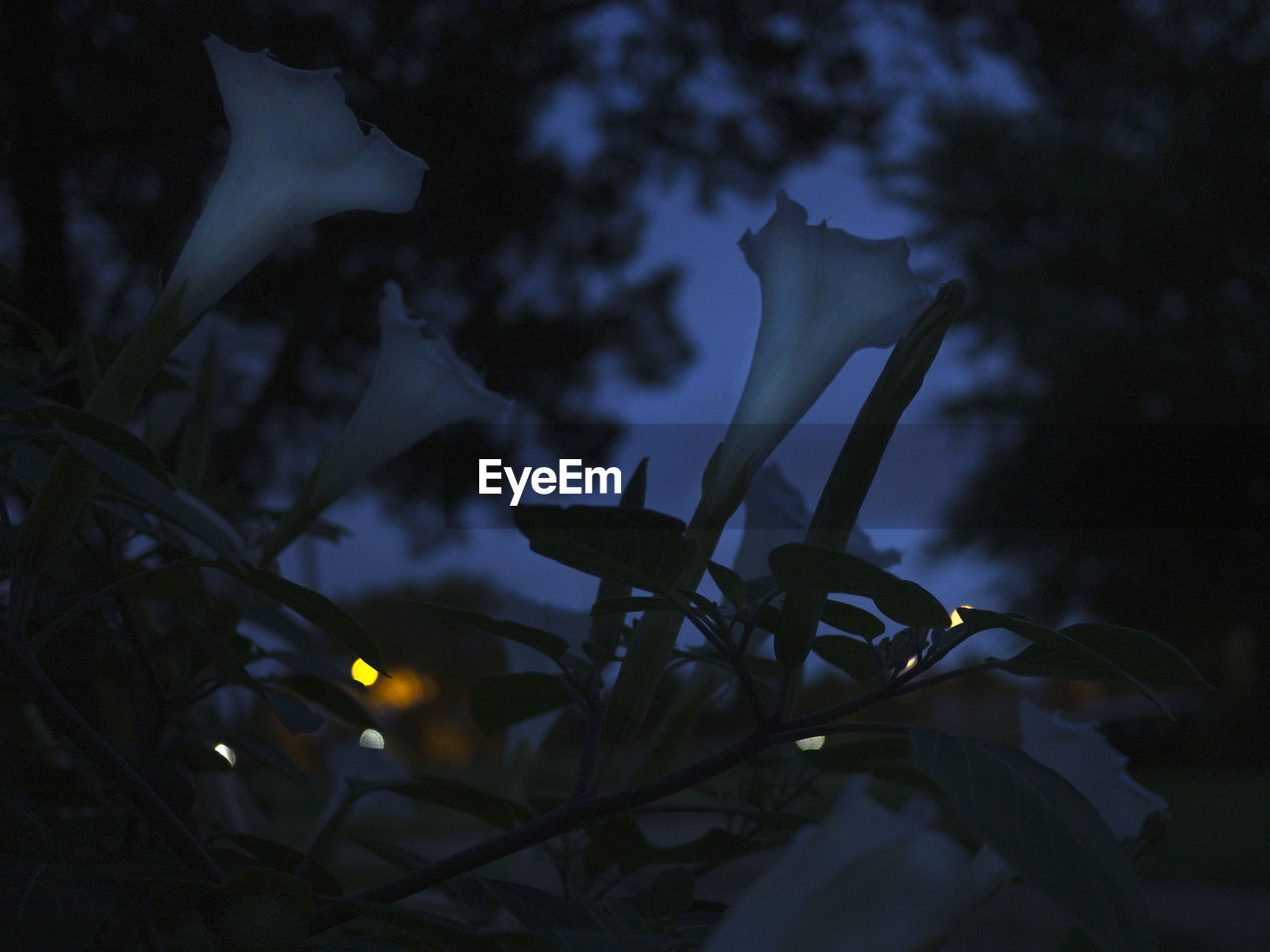 LOW ANGLE VIEW OF SILHOUETTE PLANTS AGAINST SKY