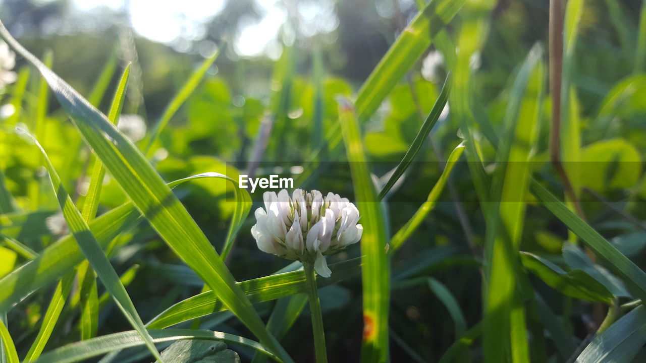 CLOSE-UP OF WHITE FLOWERING PLANTS ON LAND