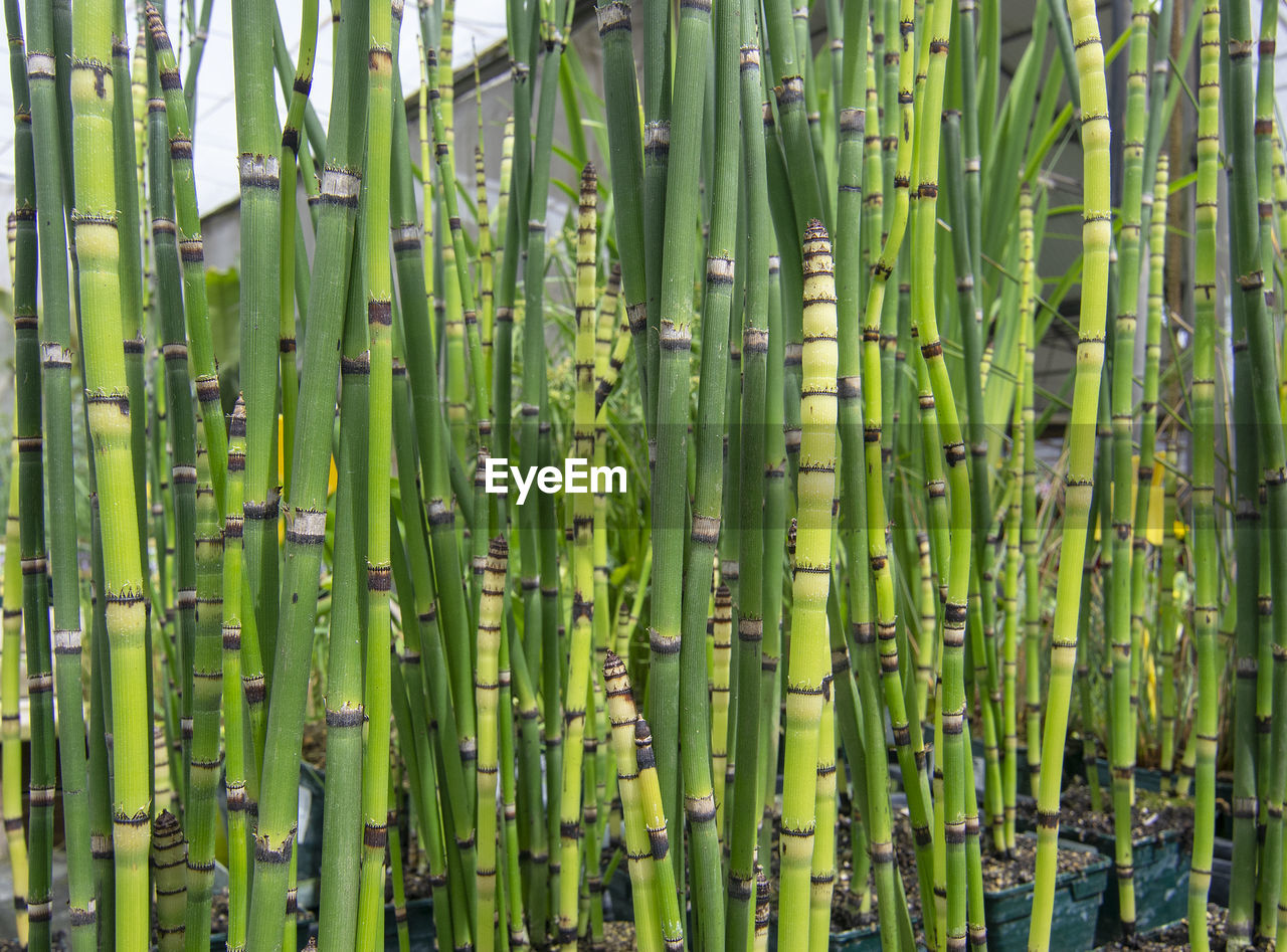 FULL FRAME SHOT OF BAMBOO ON PLANT