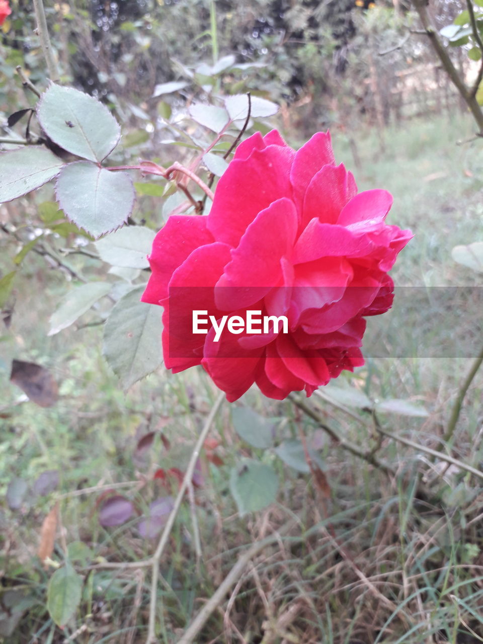 CLOSE-UP OF PINK ROSE FLOWER