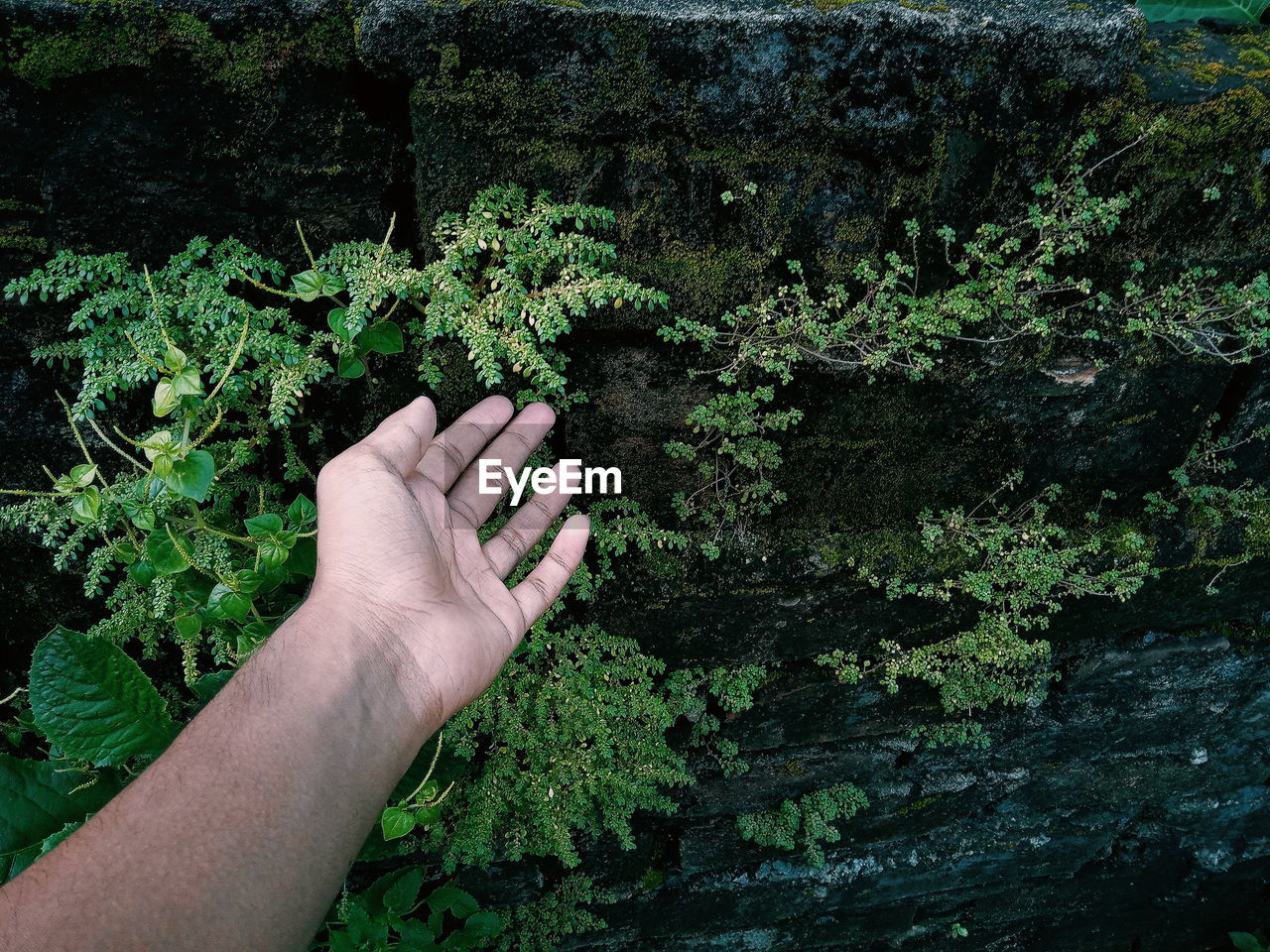 Cropped hands of man against plants