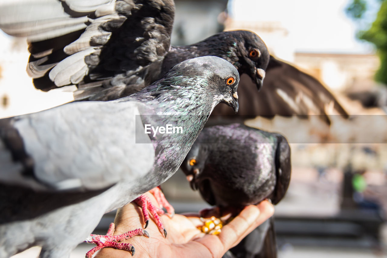 Close-up of pigeon feeding