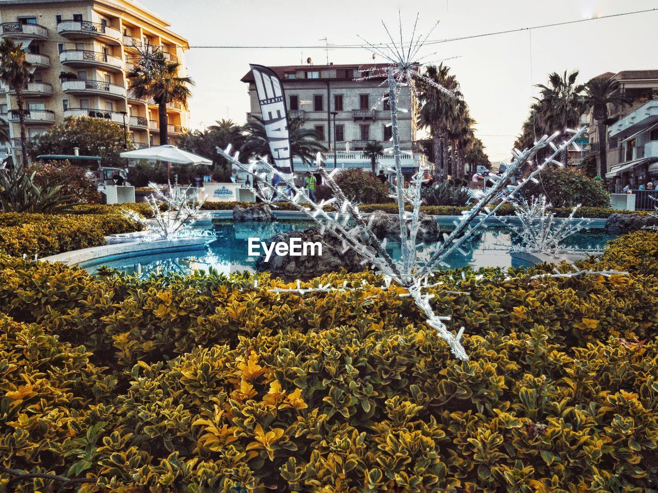 PLANTS BY SWIMMING POOL BY BUILDINGS IN CITY