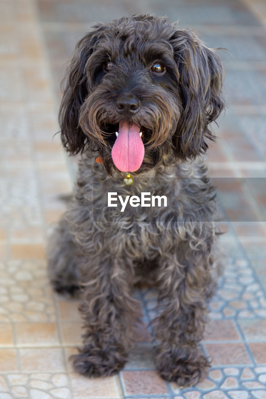 PORTRAIT OF DOG SITTING ON TILED FLOOR