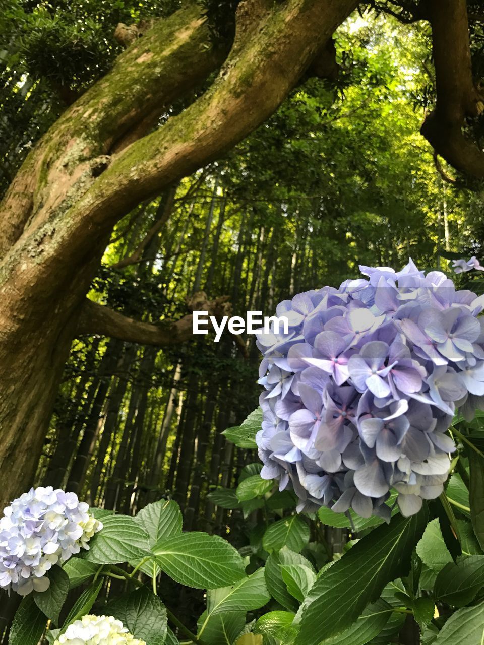 CLOSE-UP OF FLOWER TREES