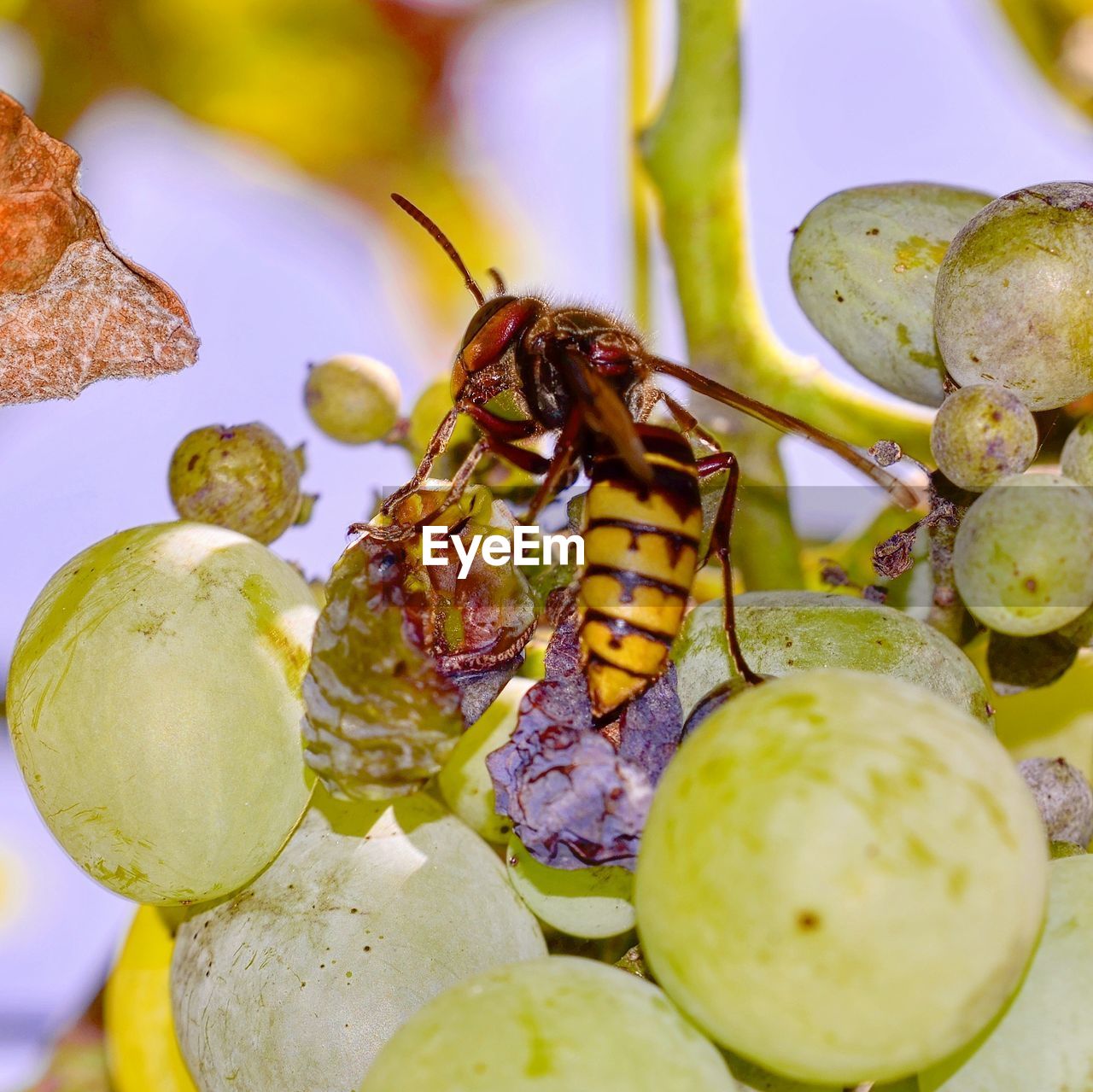 CLOSE-UP OF HONEY BEE POLLINATING ON A FLOWER