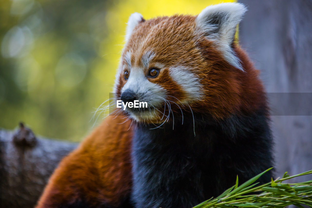 Close-up portrait of a red panda