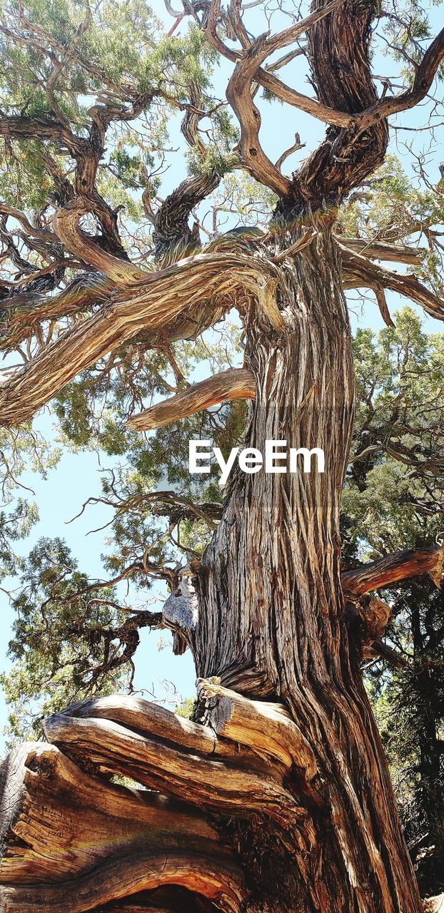 LOW ANGLE VIEW OF TREE TRUNK IN FOREST