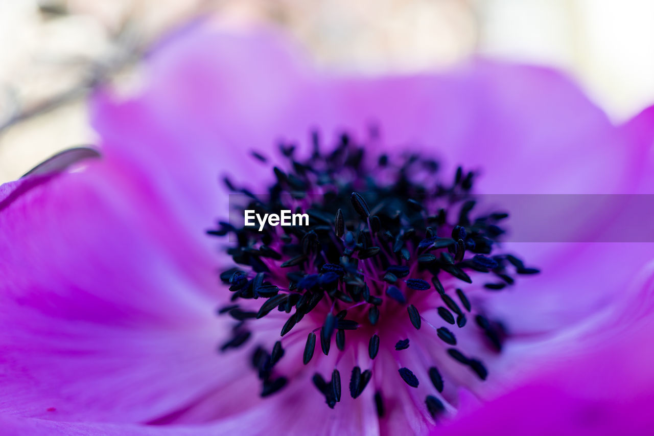 Close-up of purple flowering plant