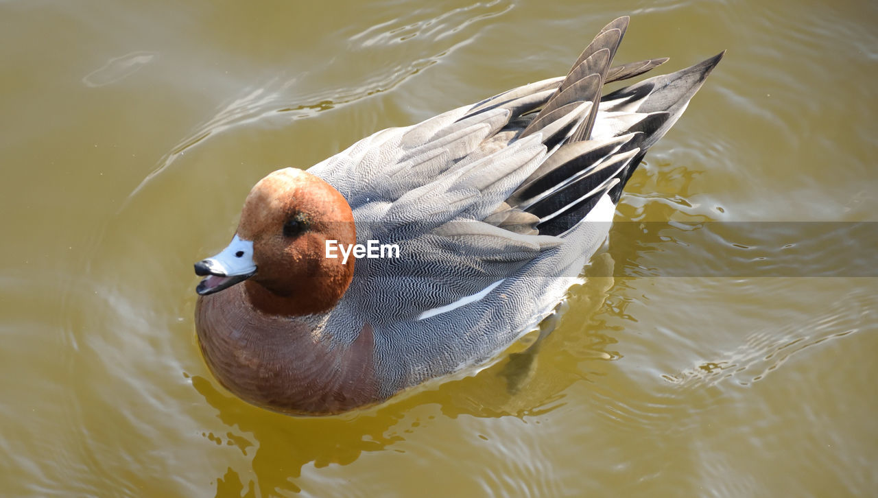 High angle view of duck swimming in lake