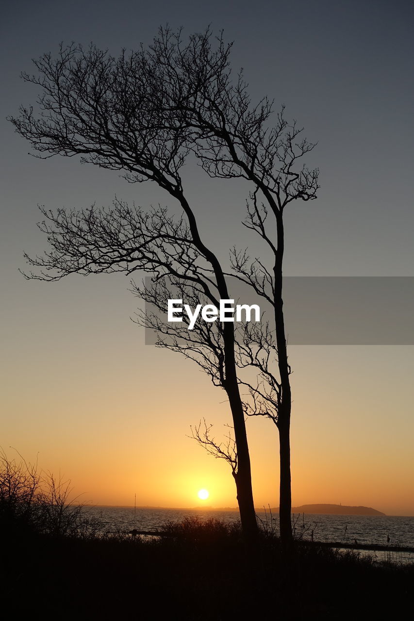 SILHOUETTE BARE TREE ON FIELD DURING SUNSET