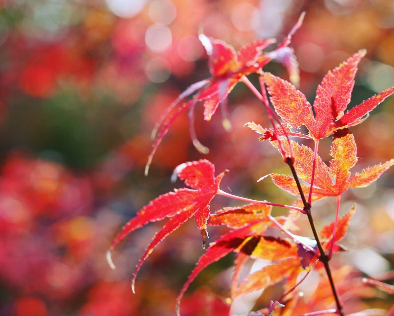 Close-up of red maple leaves on branch