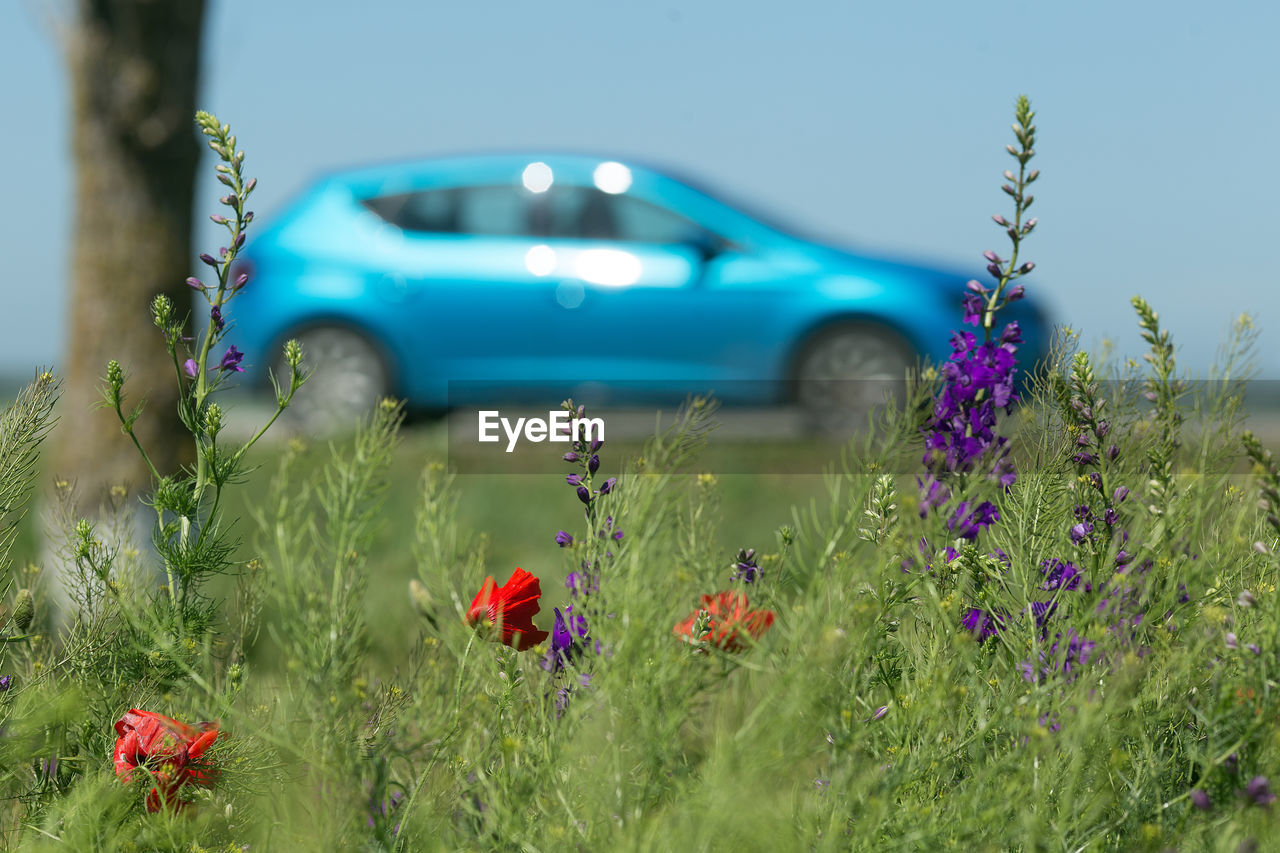 Bright blue car and spring flowers on the foreground. road trip concept. spring, may, cremea