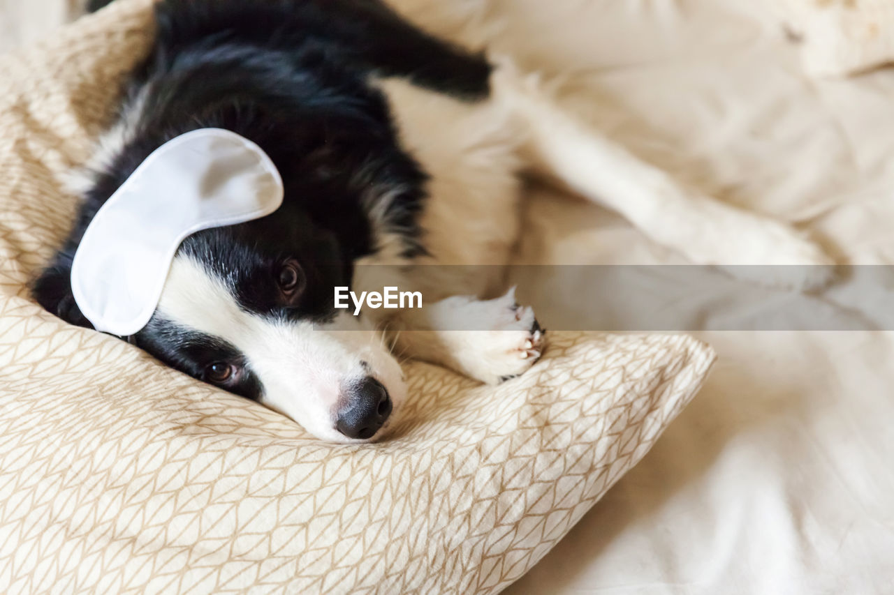 Puppy border collie with sleeping eye mask lay on pillow blanket in bed. dog at home sleeping