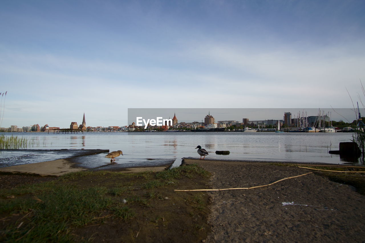 Seagulls on river by buildings against sky