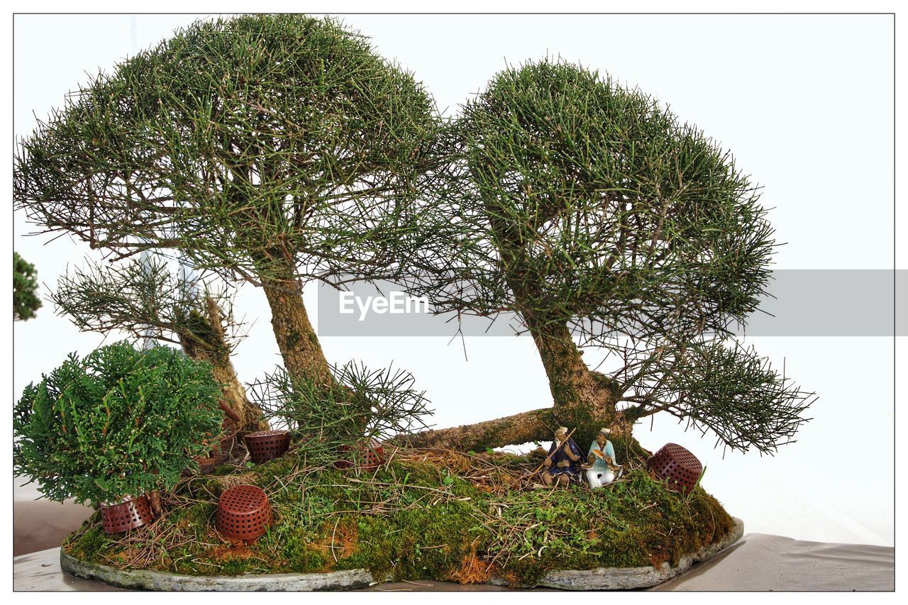 POTTED PLANTS AGAINST TREES