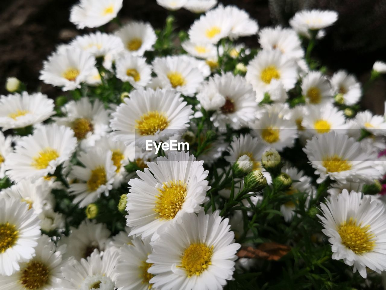 Close-up of white daisy flowers