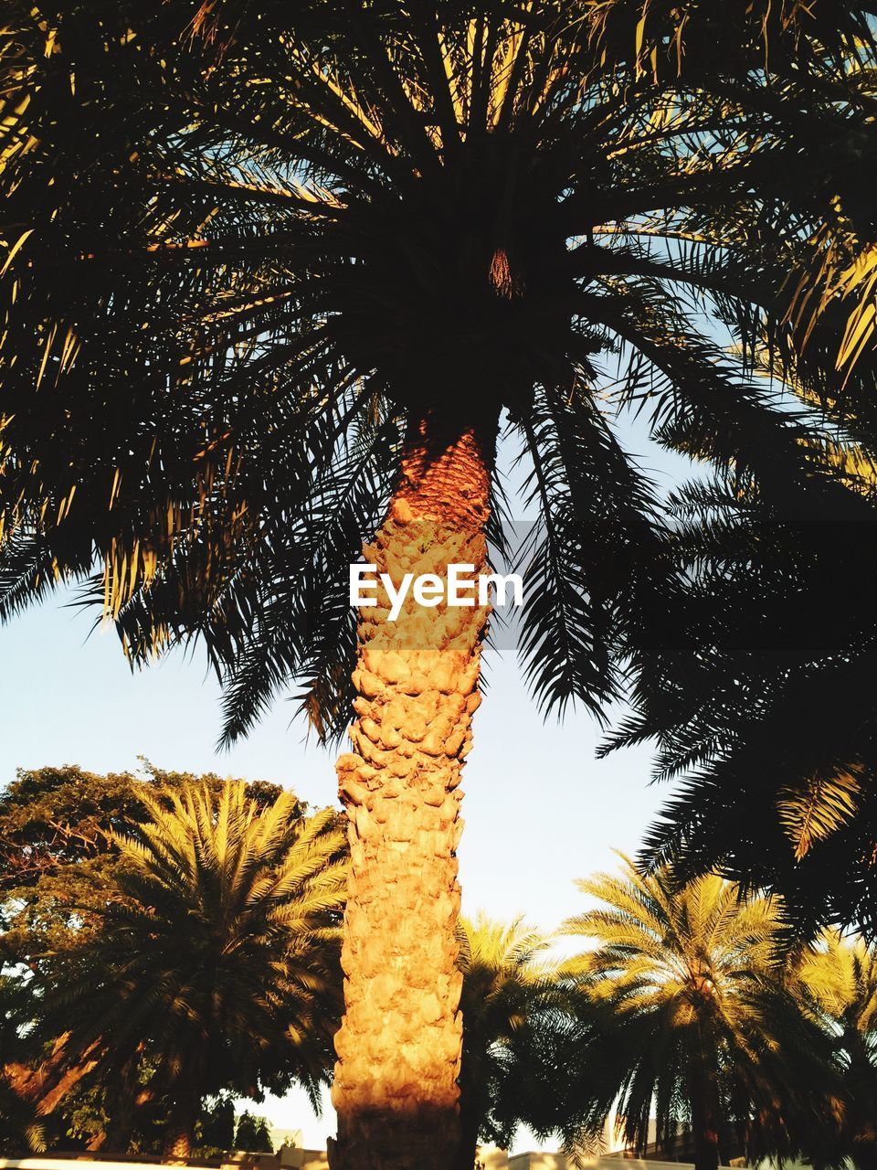 LOW ANGLE VIEW OF PALM TREES AGAINST SKY