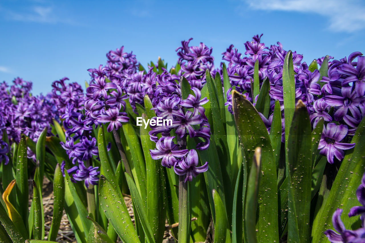 Close-up of purple flowering plants on field