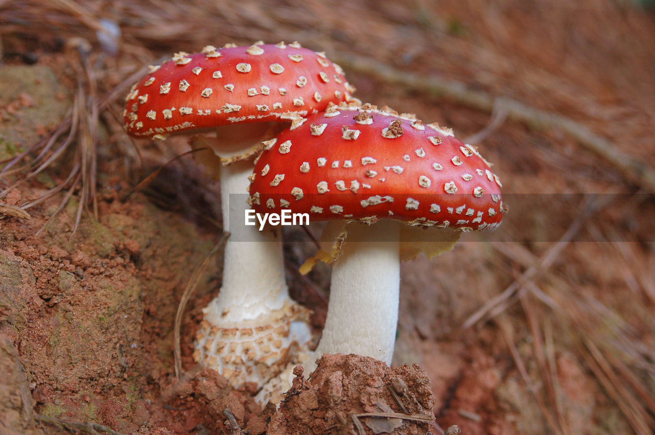 Close-up of fly agaric mushroom on field