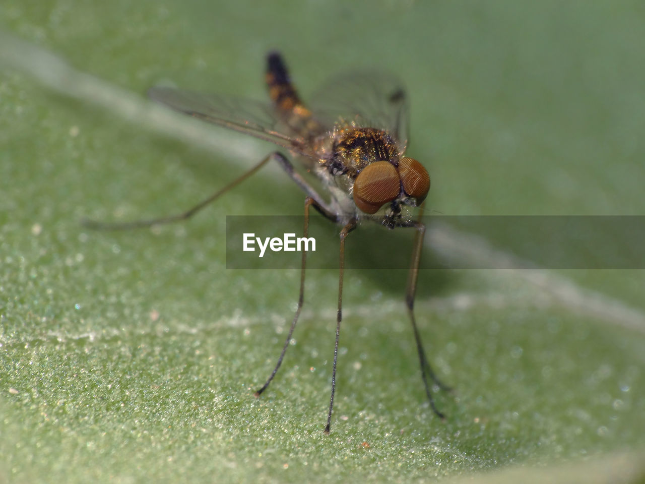 INSECT ON LEAF