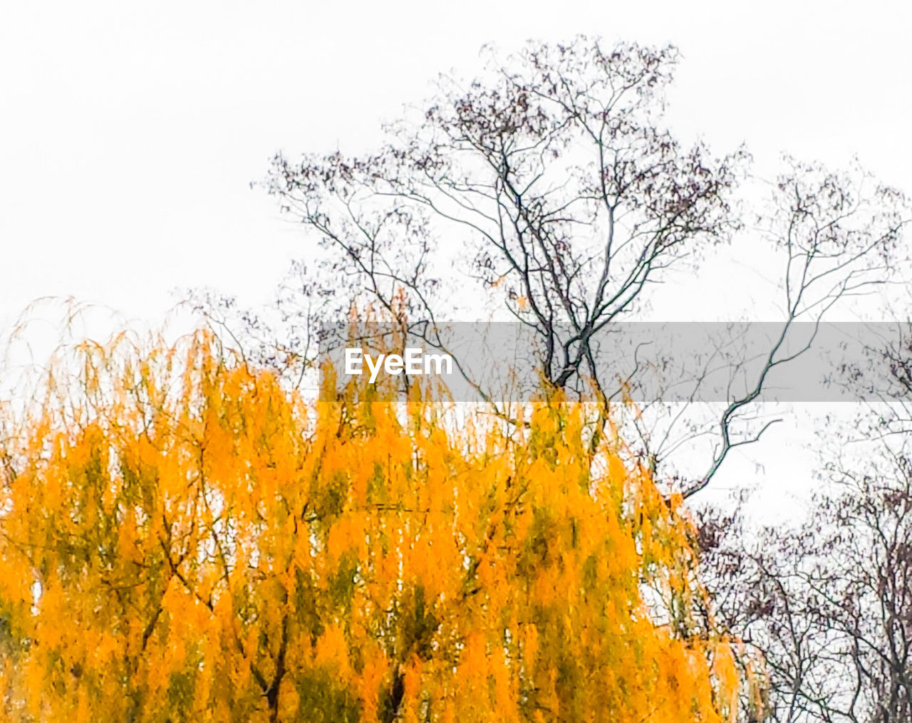 LOW ANGLE VIEW OF TREES AGAINST SKY