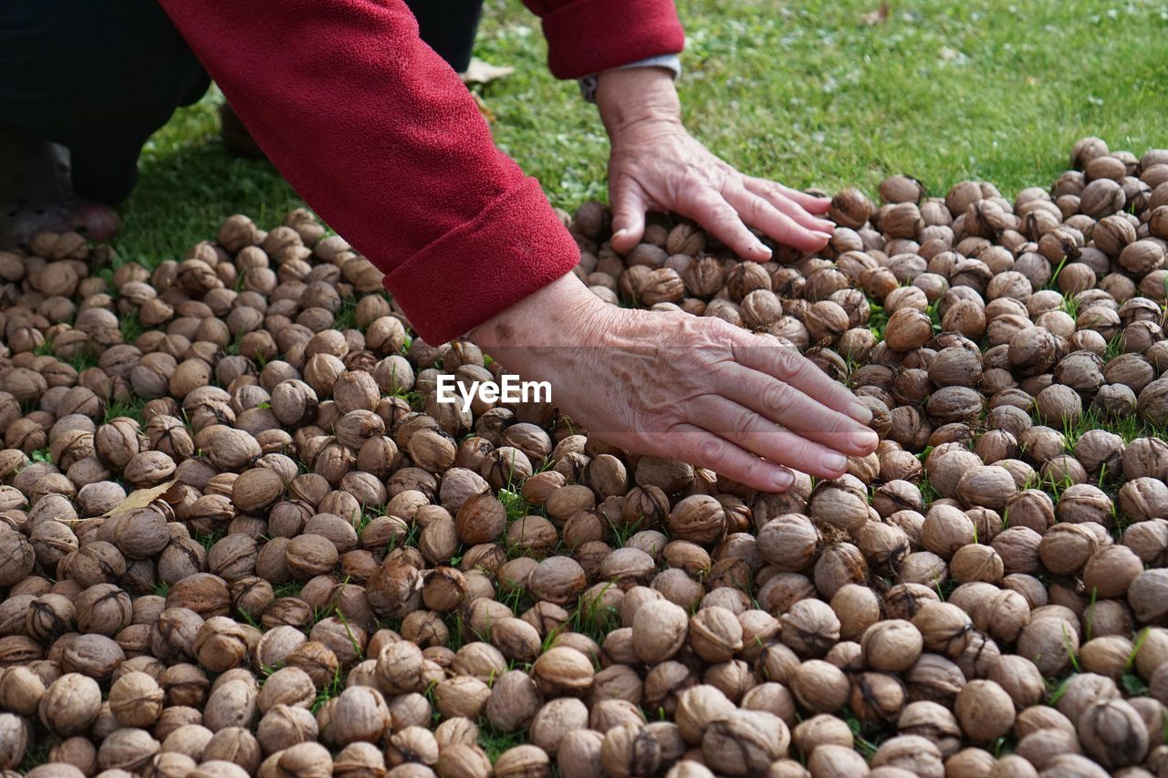 HIGH ANGLE VIEW OF PERSON HAND HOLDING FRUITS