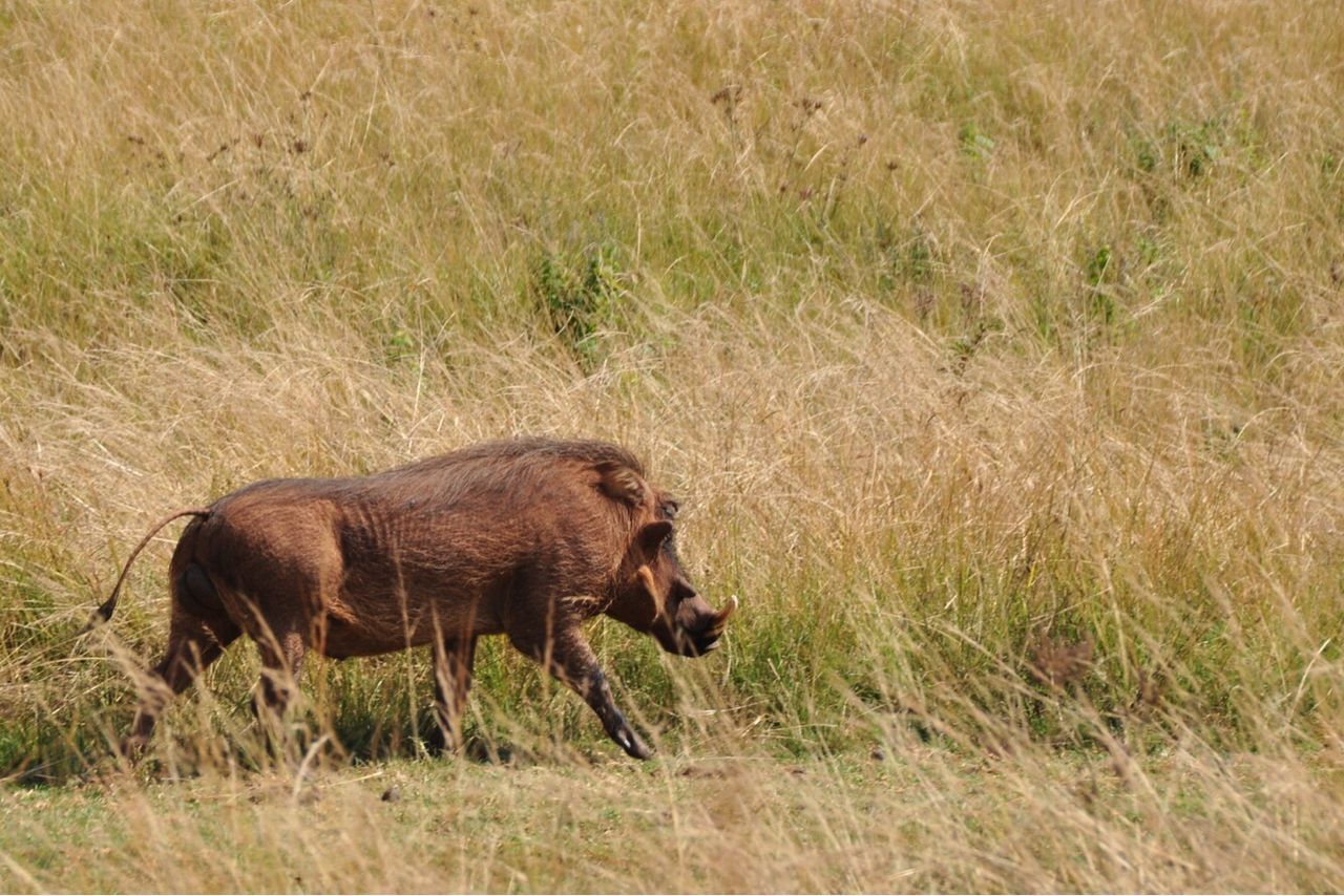 SIDE VIEW OF HORSE GRAZING IN FIELD