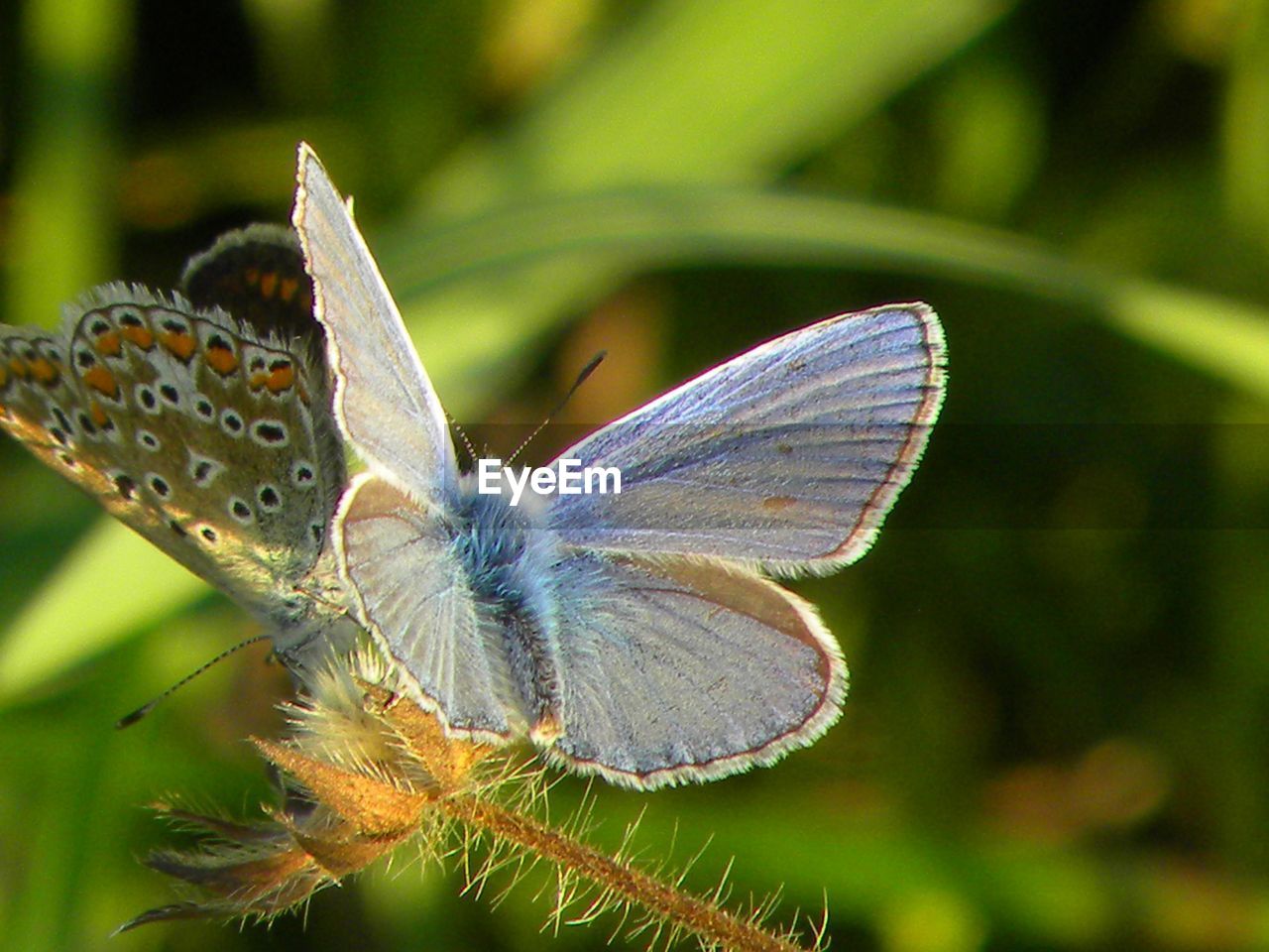 Blue butterfly