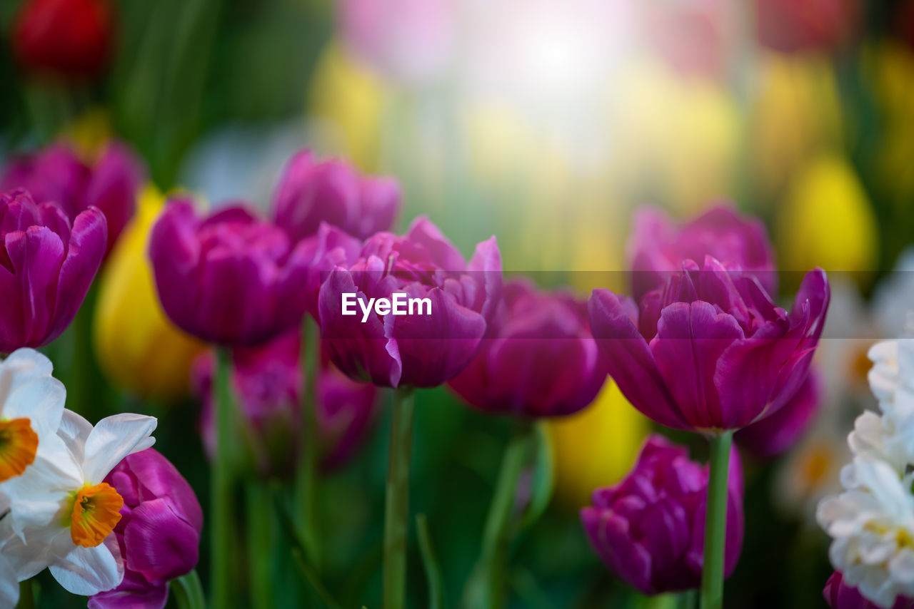 CLOSE-UP OF PINK TULIPS PURPLE FLOWERS