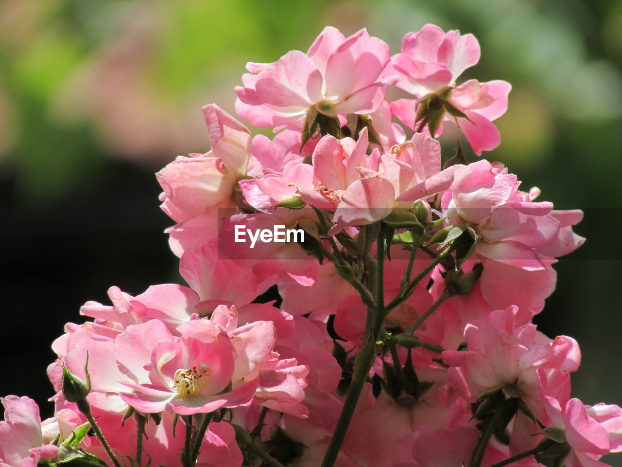 Close-up of pink flowers