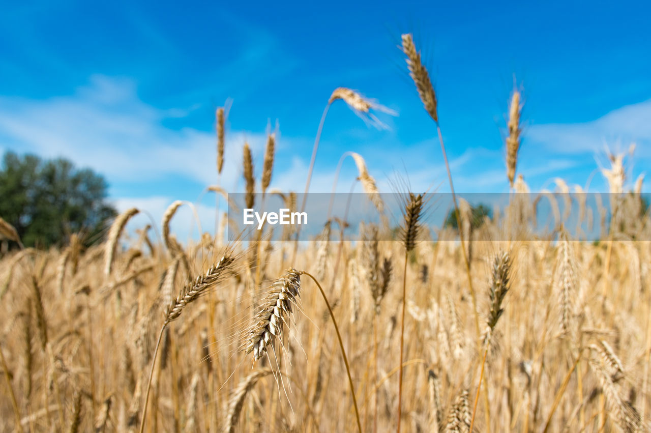 Wonderful field of yellow wheat ears ready to be harvested in summer with blue sky in background