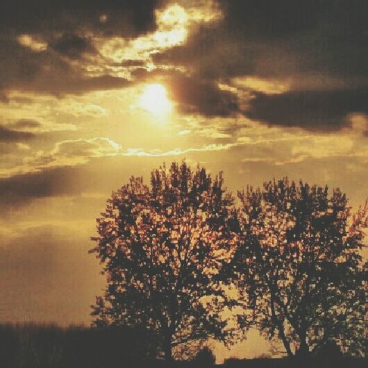 LOW ANGLE VIEW OF TREES AGAINST CLOUDY SKY