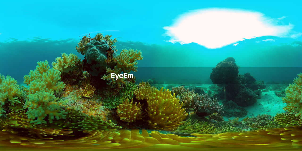 Coral reef underwater with fishes and marine life.  virtual reality 360.