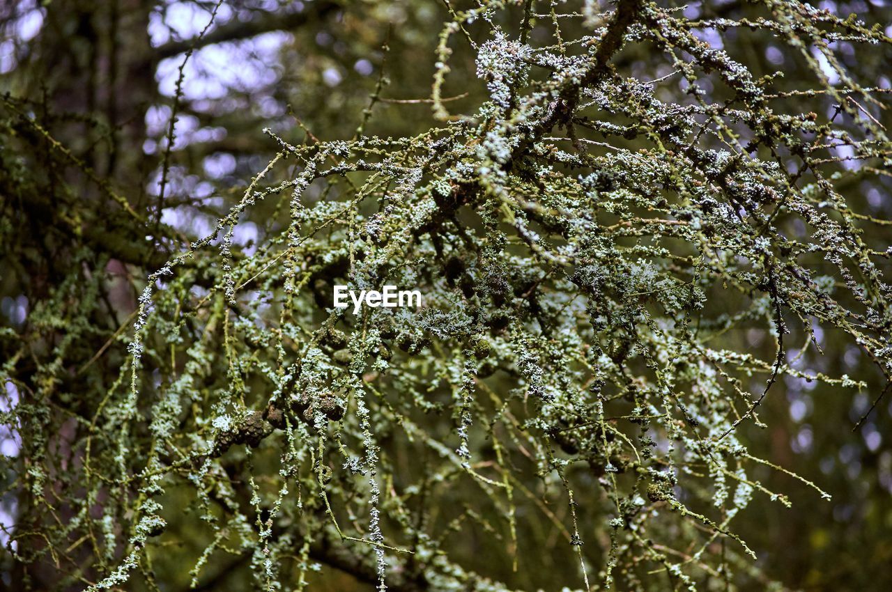 CLOSE-UP OF WET LEAVES ON TREE