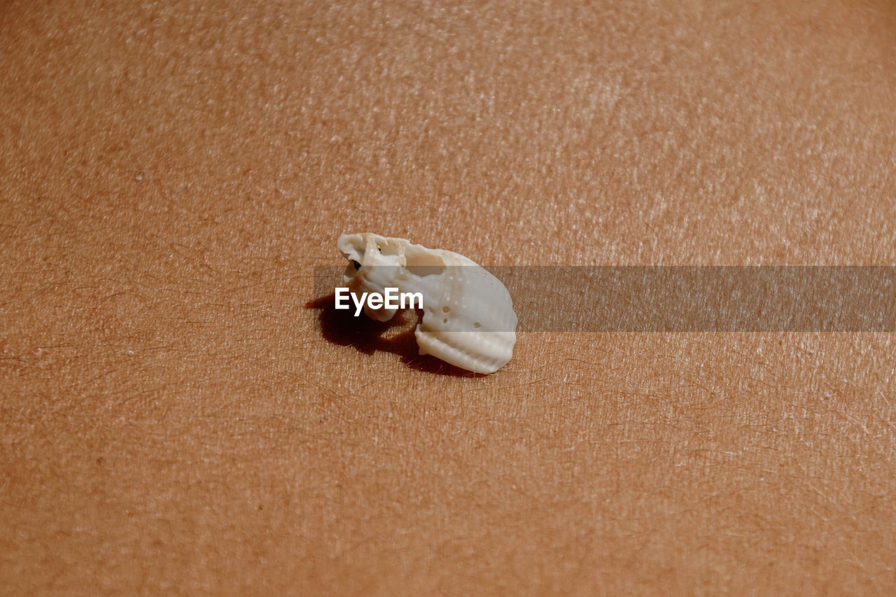 From above of various seashell placed on tanned body of crop unrecognizable female sunbathing on beach