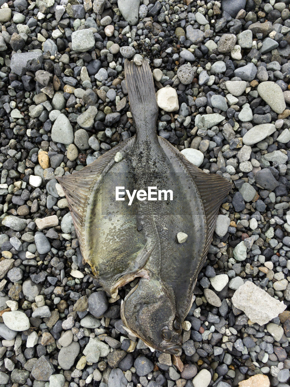 Directly above shot of dead flatfish on pebbles