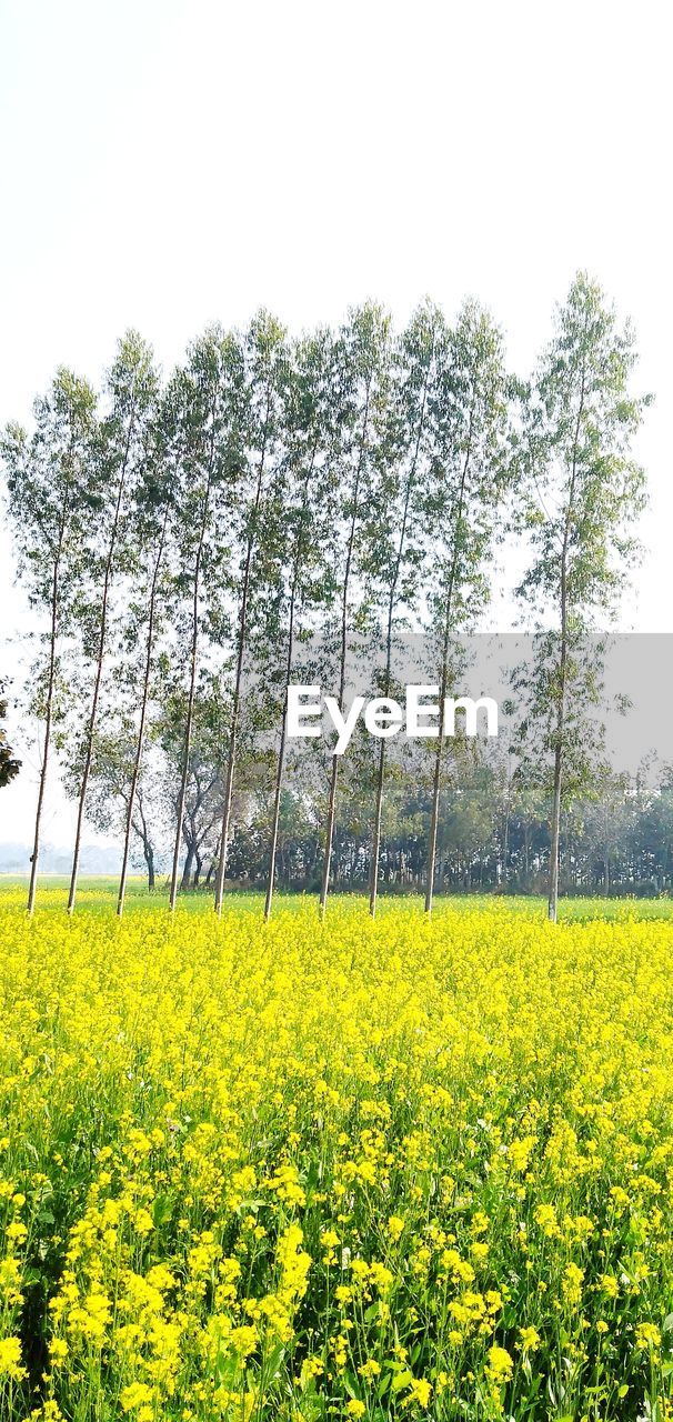 SCENIC VIEW OF OILSEED RAPE FIELD