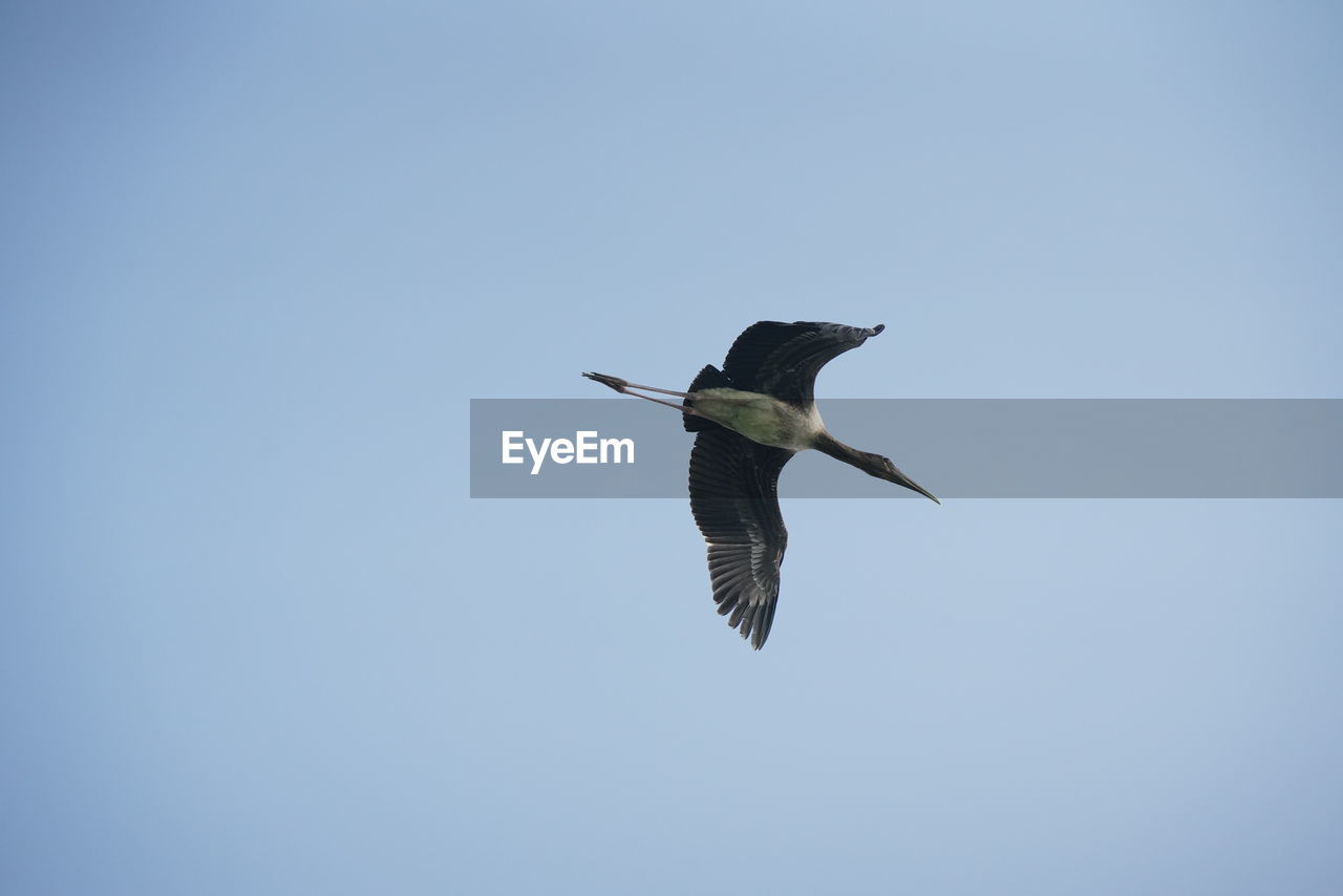animal themes, bird, animal, animal wildlife, wildlife, flying, one animal, spread wings, sky, blue, clear sky, no people, animal body part, mid-air, nature, low angle view, motion, wing, copy space, sunny, day, outdoors, animal wing, full length, beauty in nature, seabird