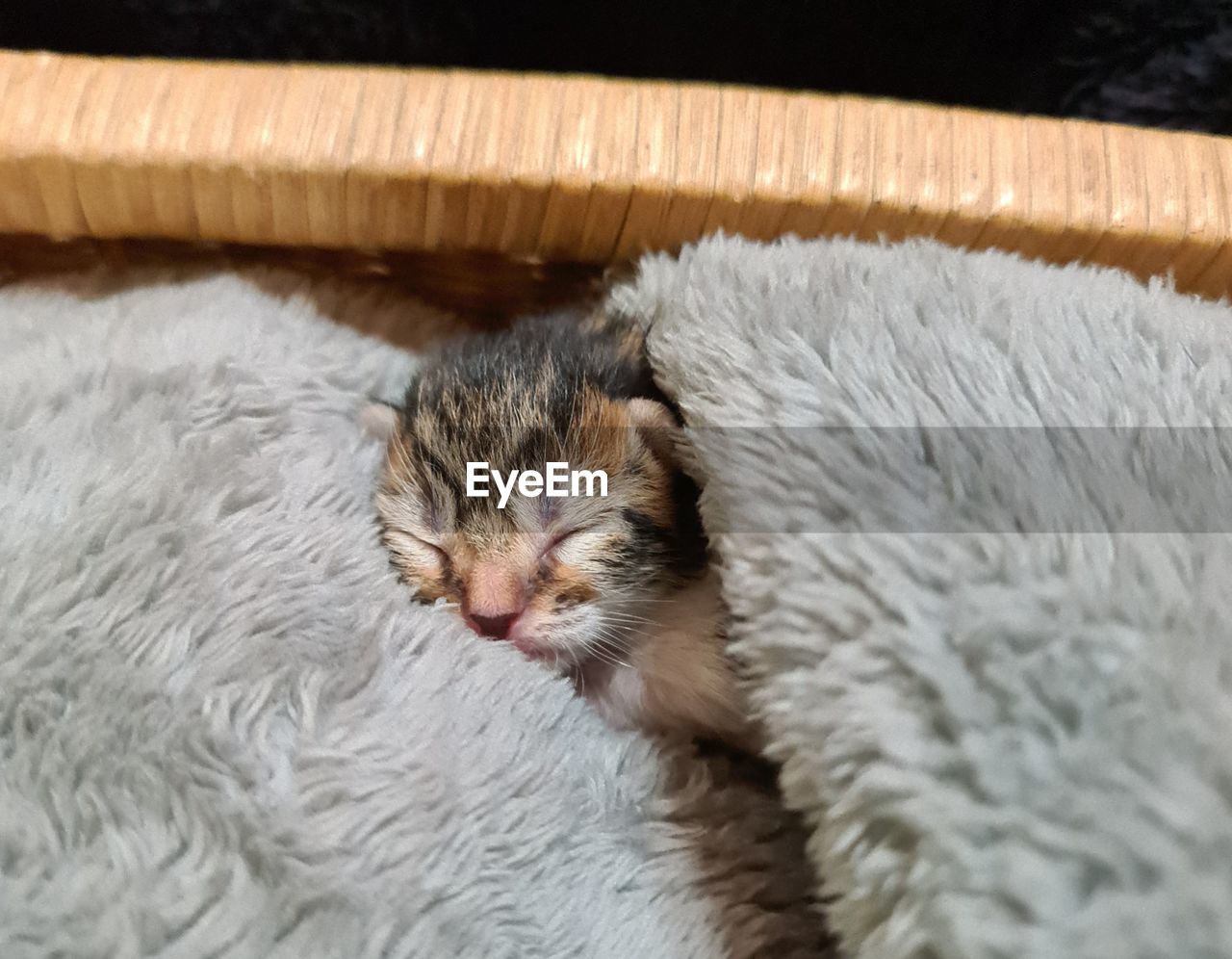 HIGH ANGLE VIEW OF CAT SLEEPING IN BED